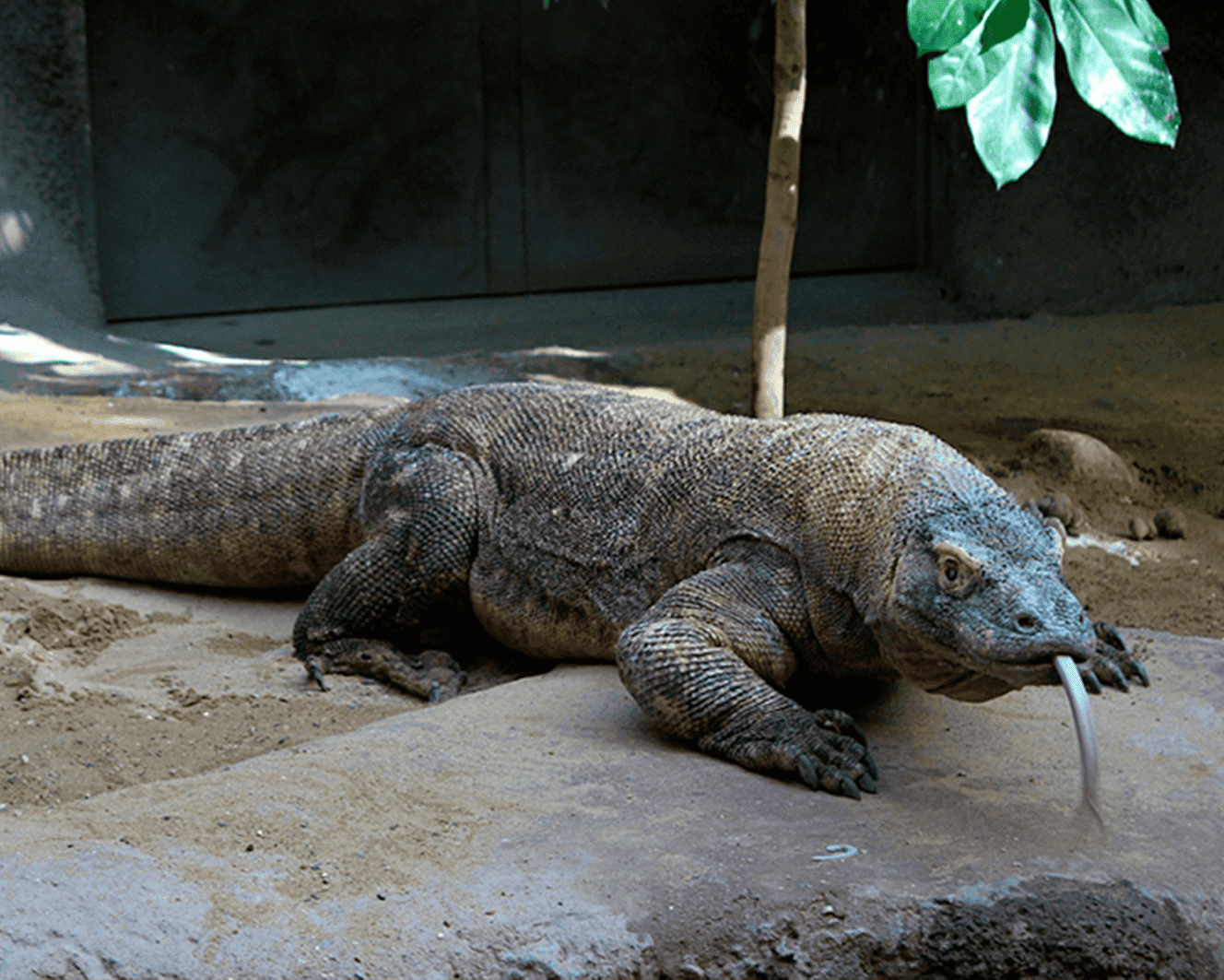 Bali y dragones de Komodo